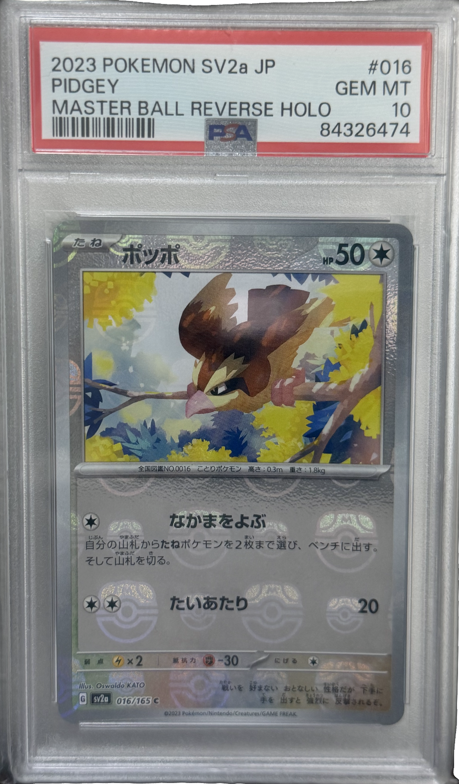 Pidgey