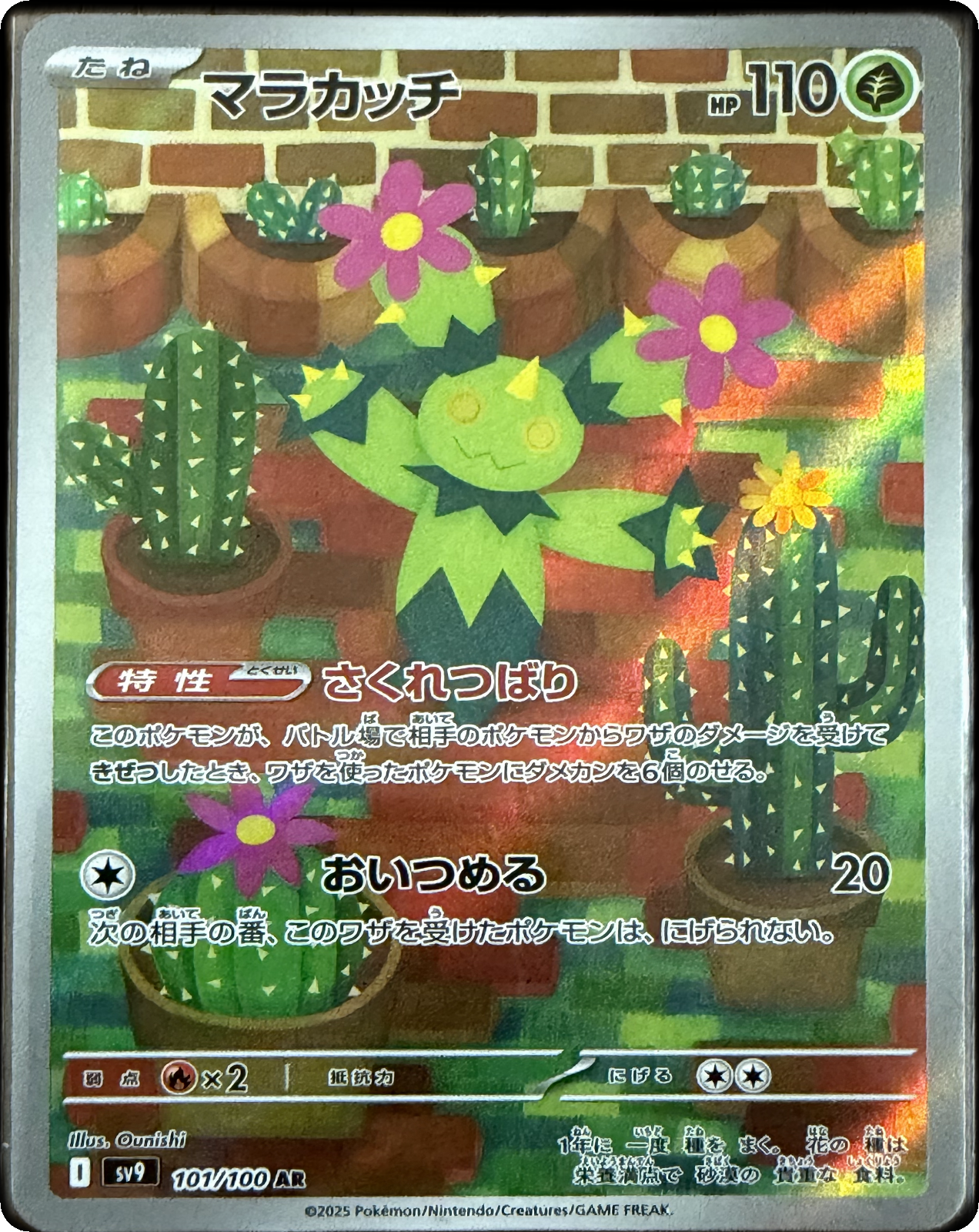 Maractus